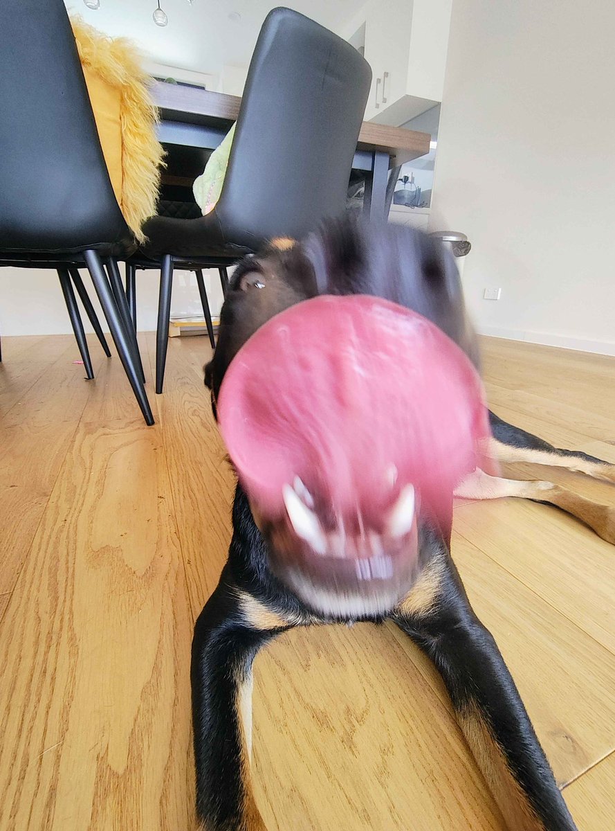 MaxxiMaxxiMaxxi's tweet photo. Borris says hello 👋 🐶 https://t.co/hGBIvh7NNw