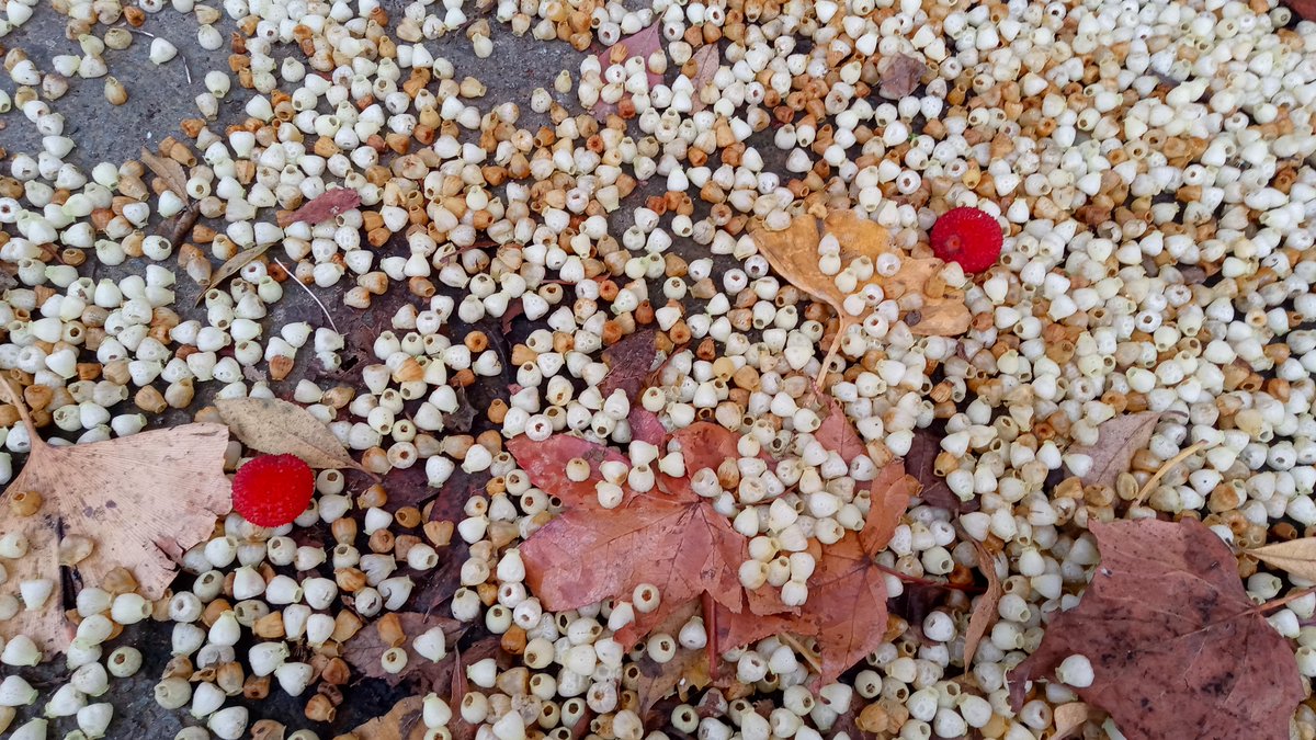 mathew frith (@frithinwood) on Twitter photo pavement trifletop spillage of arbutus flowers eye-pop topped with 'strawberries' and tuiles of ginkgo and maple <a href="/TheStreetTree/">Paul Wood 🌳</a> <a href="/STfLLondon/">Street Trees for Living</a> <a href="/TheTreeCouncil/">The Tree Council</a> <a href="/DulwichSociety/">The Dulwich Society</a> pavement trifletop spillage of arbutus flowers eye-pop topped with 'strawberries' and tuiles of ginkgo and maple <a href="/TheStreetTree/">Paul Wood 🌳</a> <a href="/STfLLondon/">Street Trees for Living</a> <a href="/TheTreeCouncil/">The Tree Council</a> <a href="/DulwichSociety/">The Dulwich Society</a>