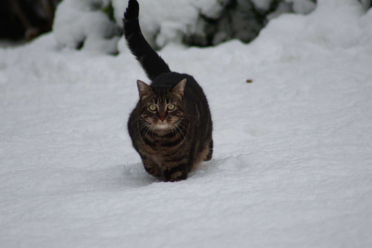 saturnethecat's tweet photo. Petite sortie sous la neige ❄️ (oui j’aime bien tirer la langue) 😼 https://t.co/g8WN9R7bfn