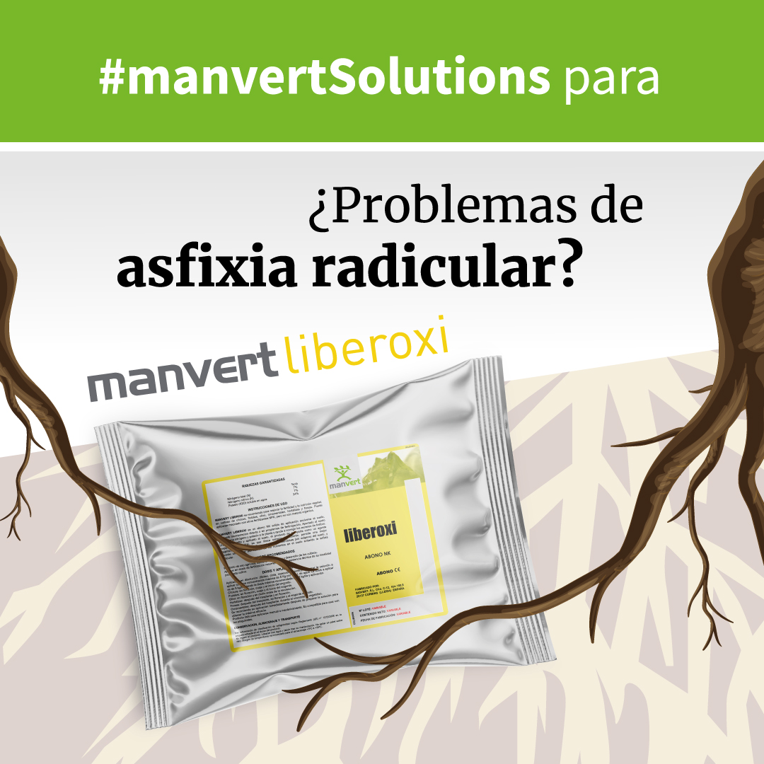 manvert_'s tweet image. ¿Tus suelos están #encharcados, compactados...?
#manvertliberoxi es un formulado específico que👉libera oxígeno lentamente, mejorando la respiración de las raíces, eliminando zonas anaerobias del suelo
Más información📲 bit.ly/3RloILA
