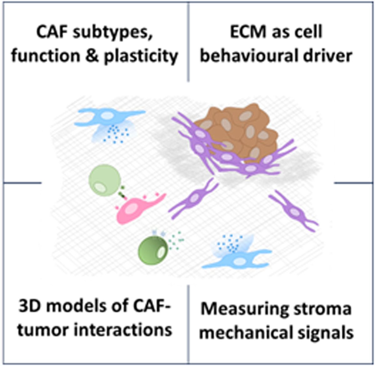🆕 Review out

💭 Understanding and measuring mechanical signals in the tumor stroma 

🔓 buff.ly/4hN4g24 

🖋️ <a href="/AlessandraCambi/">AlessandraCambi</a>

#TumorMicroenvironment #ExtracellularMatrix 
#CAFs #Mechanobiology