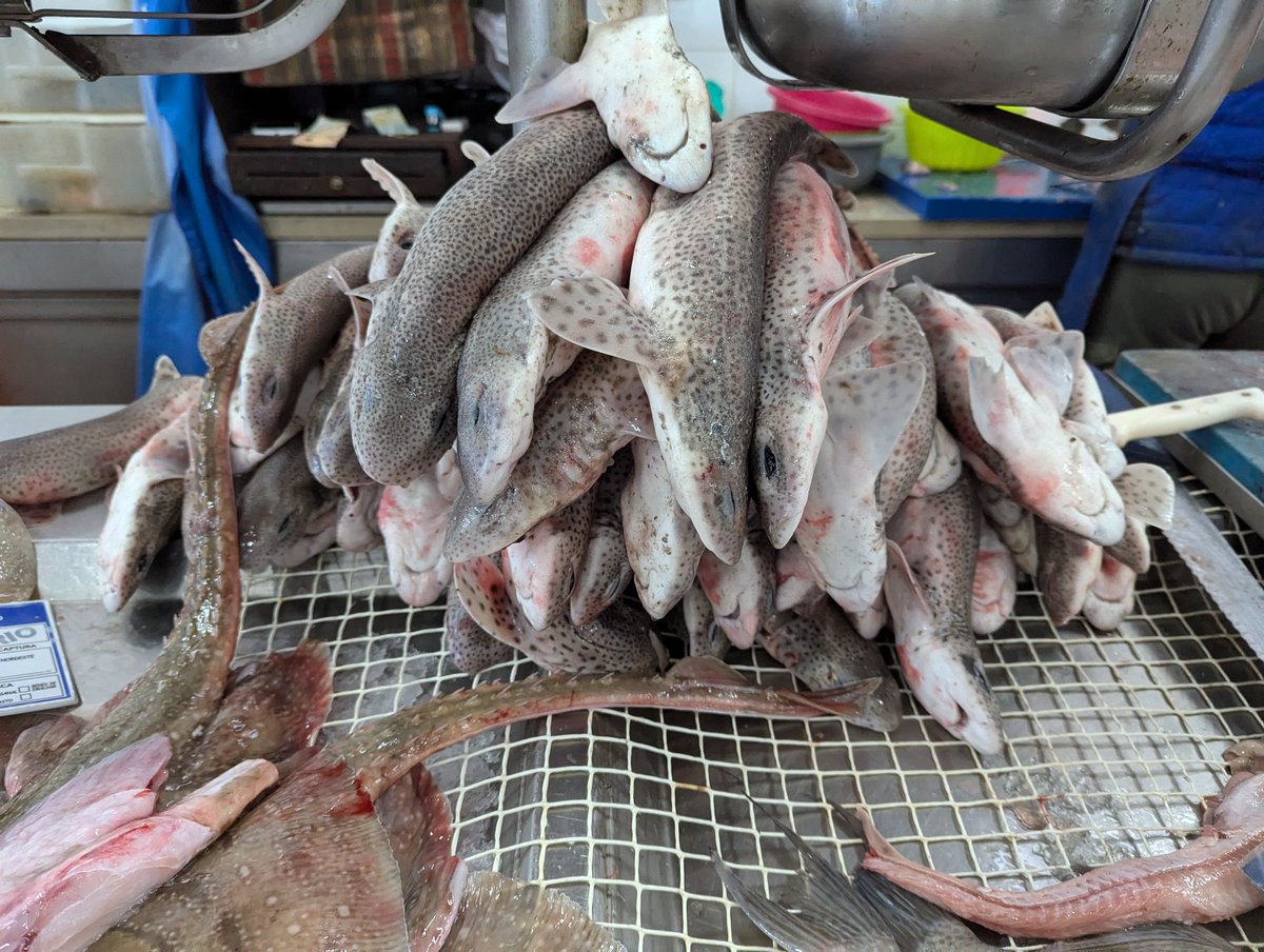 Fish market in Faro, Portugal. Rays, goatfish, sharks, and even triggerfish.