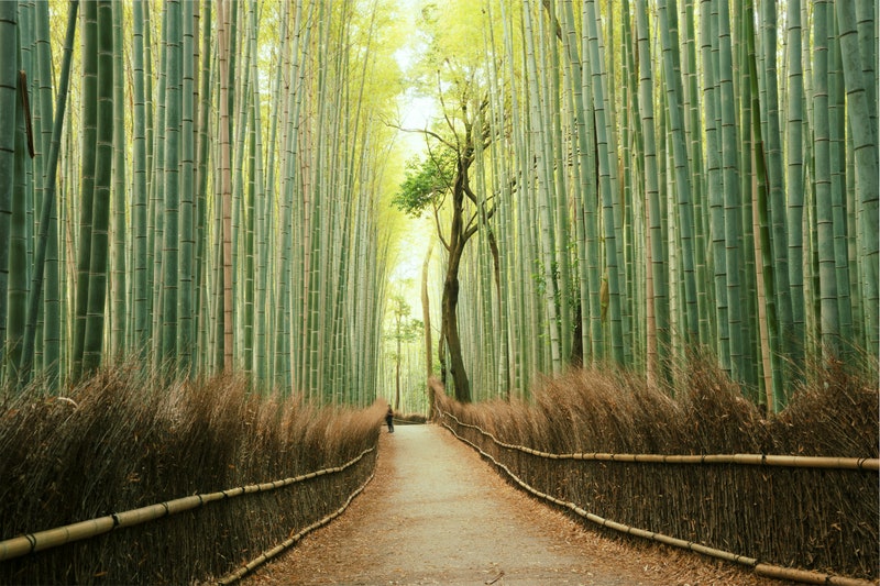 #travelgoals #Japan 

Arashiyama Bamboo Grove, Kyoto

Arashiyama Bamboo Forest in Kyoto, Japan
