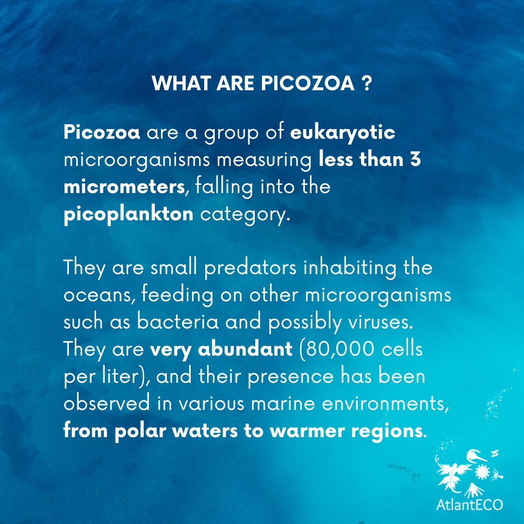 EU_AtlantECO's tweet image. 📚 New scientific paper about Picozoa !

This challenges traditional views on species evolution and adaptation.

👉 Learn more by reading the article : microbiomejournal.biomedcentral.com/articles/10.11… 

@LMPBUFSCar @loglab_bcn @paulita_huber @hugo_sarmento @RMassanaM @ramalok @seba_metz @DeColomban