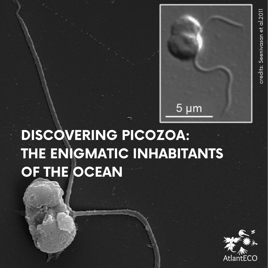 EU_AtlantECO's tweet image. 📚 New scientific paper about Picozoa !

This challenges traditional views on species evolution and adaptation.

👉 Learn more by reading the article : microbiomejournal.biomedcentral.com/articles/10.11… 

@LMPBUFSCar @loglab_bcn @paulita_huber @hugo_sarmento @RMassanaM @ramalok @seba_metz @DeColomban