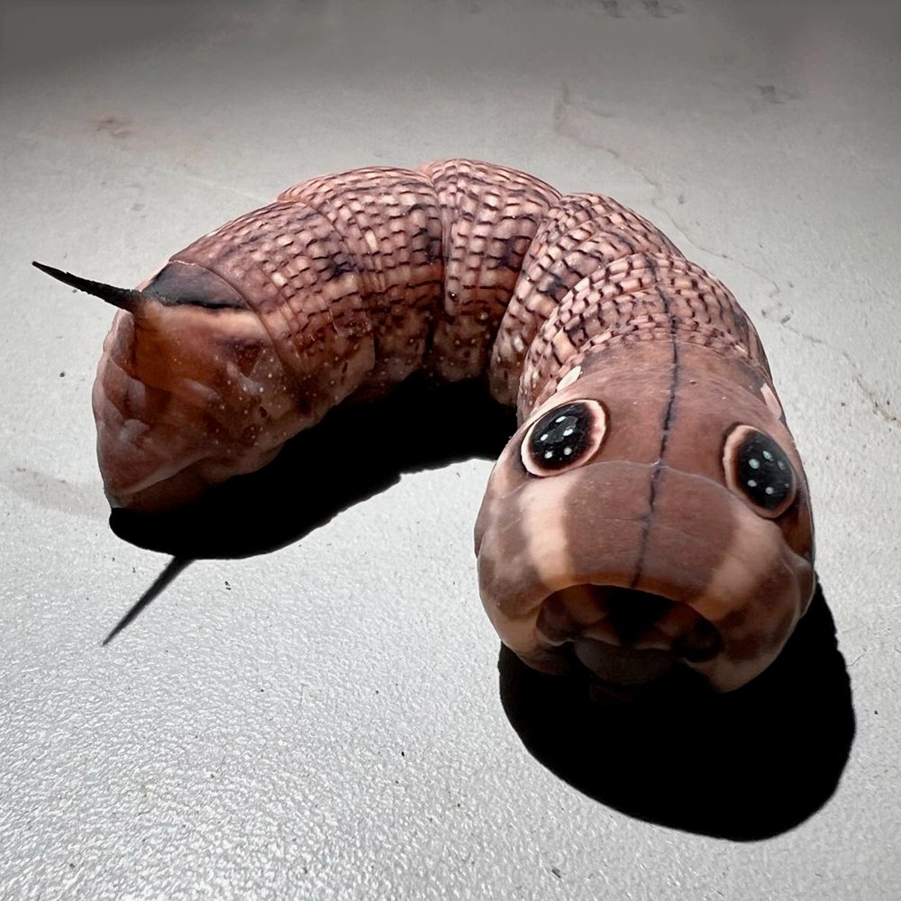 Nadie Sabe Nada tweet media