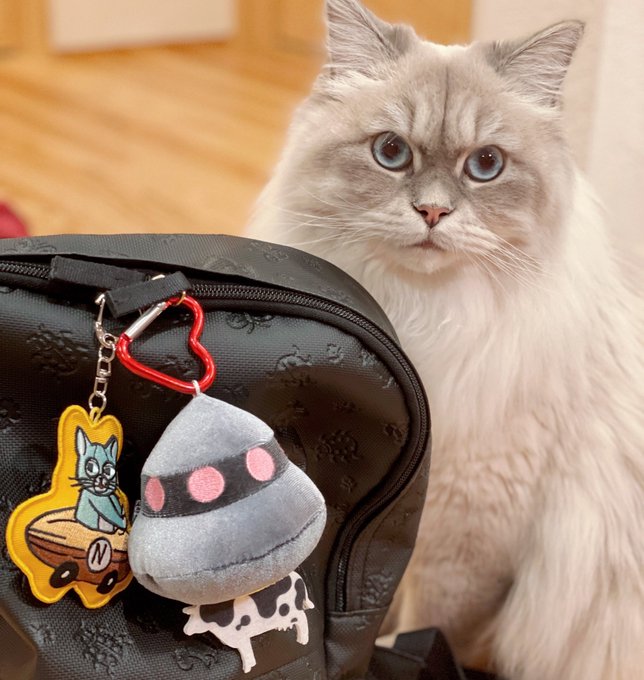 アブダクションうし🛸🐄と
カカオカーに乗るねこ🐈🫘と
うちのねこ🐱 