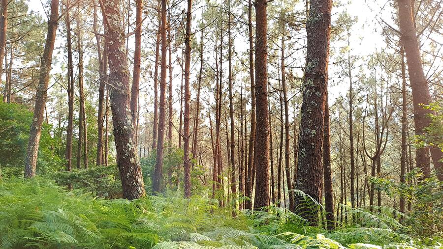Alejandro Álvarez Fernández, co traballo 'Establecemento dun sistema silvopastoral no monte público de Rascalobos (Traba de Laxe, A Coruña)' gaña o premio Rafael Crecente de xestión territorial que promoven o <a href="/IbaderUSC/">IBADER</a> e o <a href="/LaborateUSC/">LaboraTe</a>. Os nosos parabéns. i.gal/Uy4ie