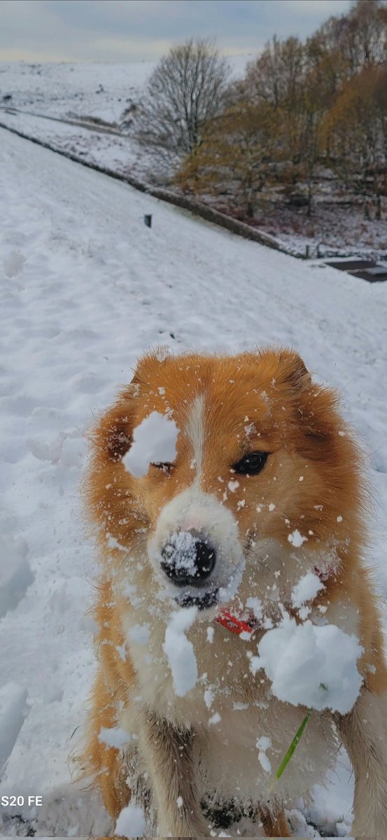 jacquihill18's tweet photo. Charlie is a very very happy boy in the snow , he loves it ❄️❄️☃️☃️☃️ @MarkPerks2021 @wynneevans @HartCollie @BCTGB @BleakholtUK @AnimalWoodfield #snow #snowdogs #welshsheepdog #collie https://t.co/KciJeg5viC