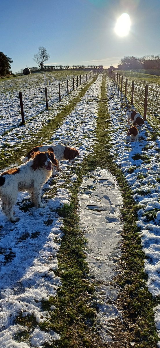 Bestestgundog's tweet photo. Piper keepin hisself warm by movin lone fence pole😅 n koolin off with fresh ice lolly🤣🤣 #crazySpaniel https://t.co/S8BGWqM5ol