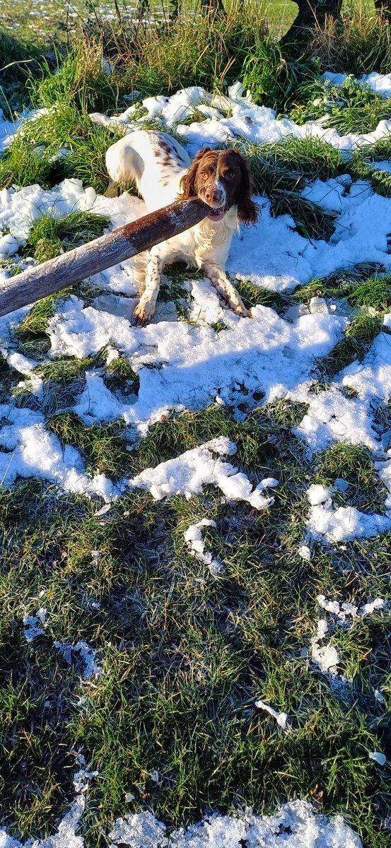 Bestestgundog's tweet photo. Piper keepin hisself warm by movin lone fence pole😅 n koolin off with fresh ice lolly🤣🤣 #crazySpaniel https://t.co/S8BGWqM5ol