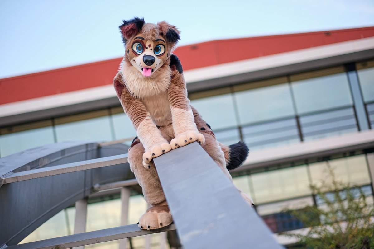 People always say Aussies struggle with stairs, but I got up here just fine! No herding job is too tough for an Aussie! Uh... can someone help me down?

🧵 <a href="/AlphaDogsStudio/">Alpha Dogs</a>
📷 <a href="/ShizahLombax/">Shizah 🇩🇪</a>

#fursuit #furry #FursuitEveryday