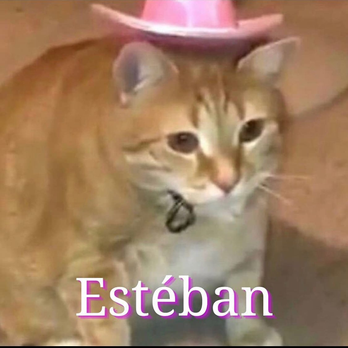 Punch Cat tweet media