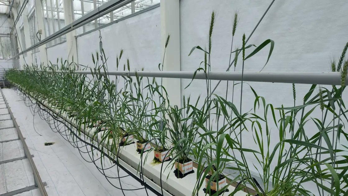 UCLan Research (@uclanresearch) on Twitter photo Evaluating Hydroponic and Vertical Farming Systems for Wheat Cultivation
Read about wheat research at the University of Central Lancashire which aims to tackle food insecurity 👇
ow.ly/8al950U7LMv
<a href="/Reaseheath/">Reaseheath College</a> #ClimateChange #WheatResearch Evaluating Hydroponic and Vertical Farming Systems for Wheat Cultivation
Read about wheat research at the University of Central Lancashire which aims to tackle food insecurity 👇
ow.ly/8al950U7LMv
<a href="/Reaseheath/">Reaseheath College</a> #ClimateChange #WheatResearch
