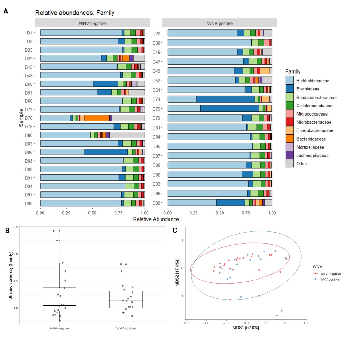GarrigosMarta's tweet photo. New paper out! We characterised the microbiota composition of Culex perexiguus mosquitoes from southern Spain during the West Nile virus outbreak in 2020, assessing the differences between WNV-positive and WNV-negative pools🦟🦠 https://t.co/4BDfLcgMwl https://t.co/zldhYLpS9f