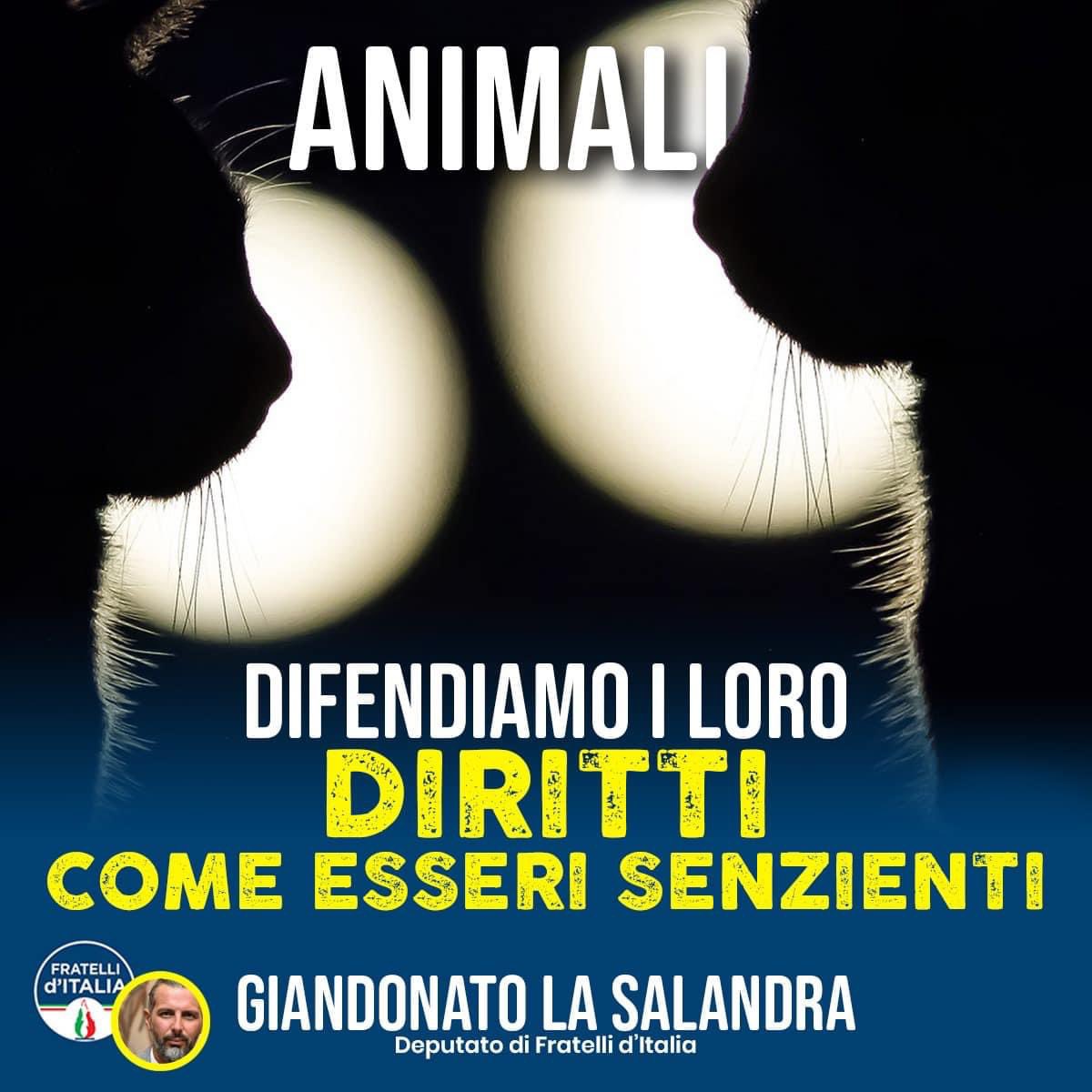 FDI Parlamento (@fdi_parlamento) on Twitter photo Giandonato La Salandra 🔵 Interveniamo a difesa del mondo animale, individuiamo un paradigma nuovo. Affermiamo il valore degli animali come essere senzienti senza cadere in leggerezze, in dissertazioni da salotto.
#FratellidItalia <a href="/FratellidItalia/">Fratelli d'Italia 🇮🇹</a> Giandonato La Salandra 🔵 Interveniamo a difesa del mondo animale, individuiamo un paradigma nuovo. Affermiamo il valore degli animali come essere senzienti senza cadere in leggerezze, in dissertazioni da salotto.
#FratellidItalia <a href="/FratellidItalia/">Fratelli d'Italia 🇮🇹</a>