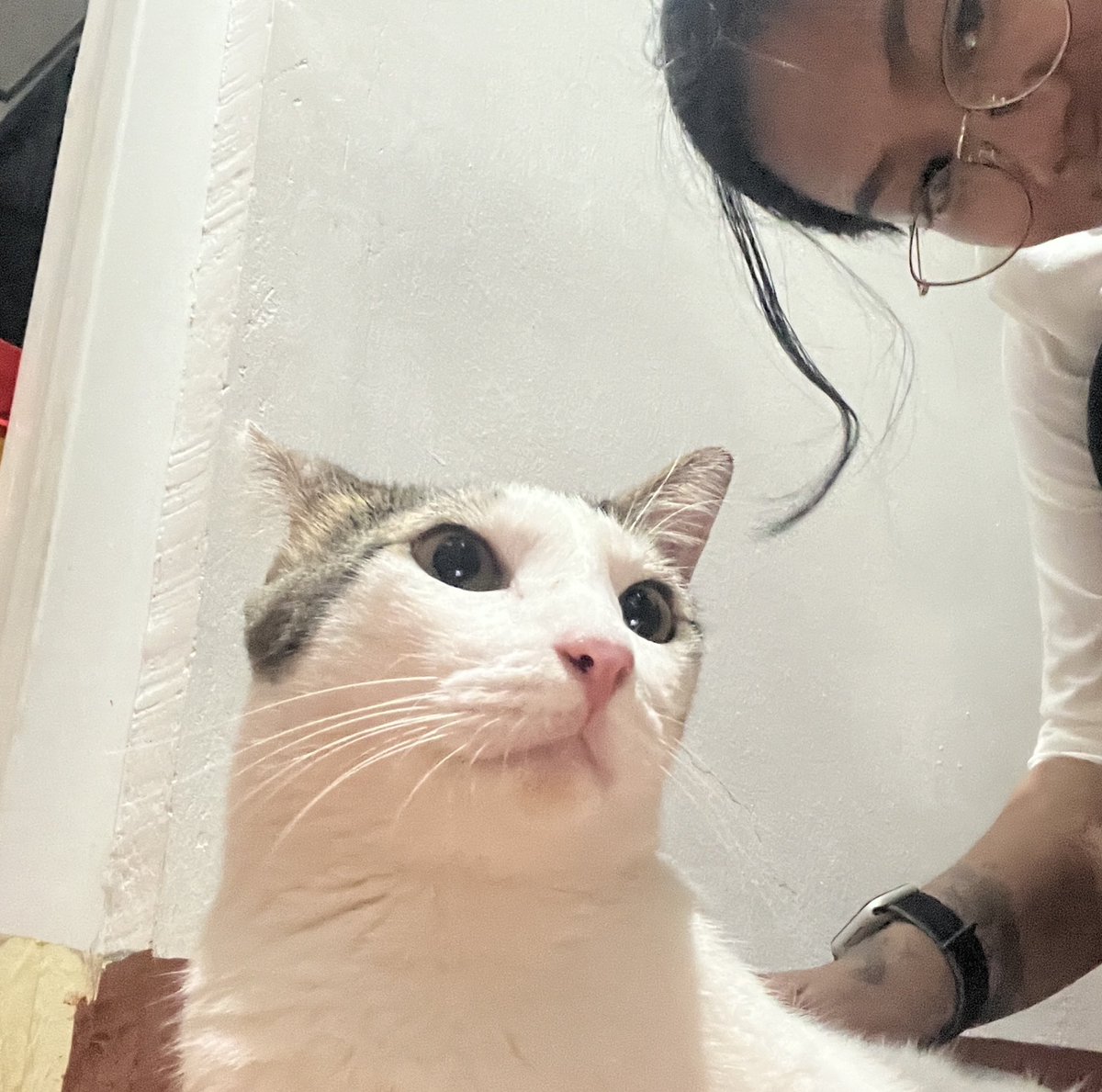 dumbdimsum's tweet photo. GUES WHO JUMPD OUTSIDE TO NEYBOR ROOF TO FITE STRAY CAT AMD SCARED MOM FOR 2 HOURS https://t.co/kzIzsaepyD