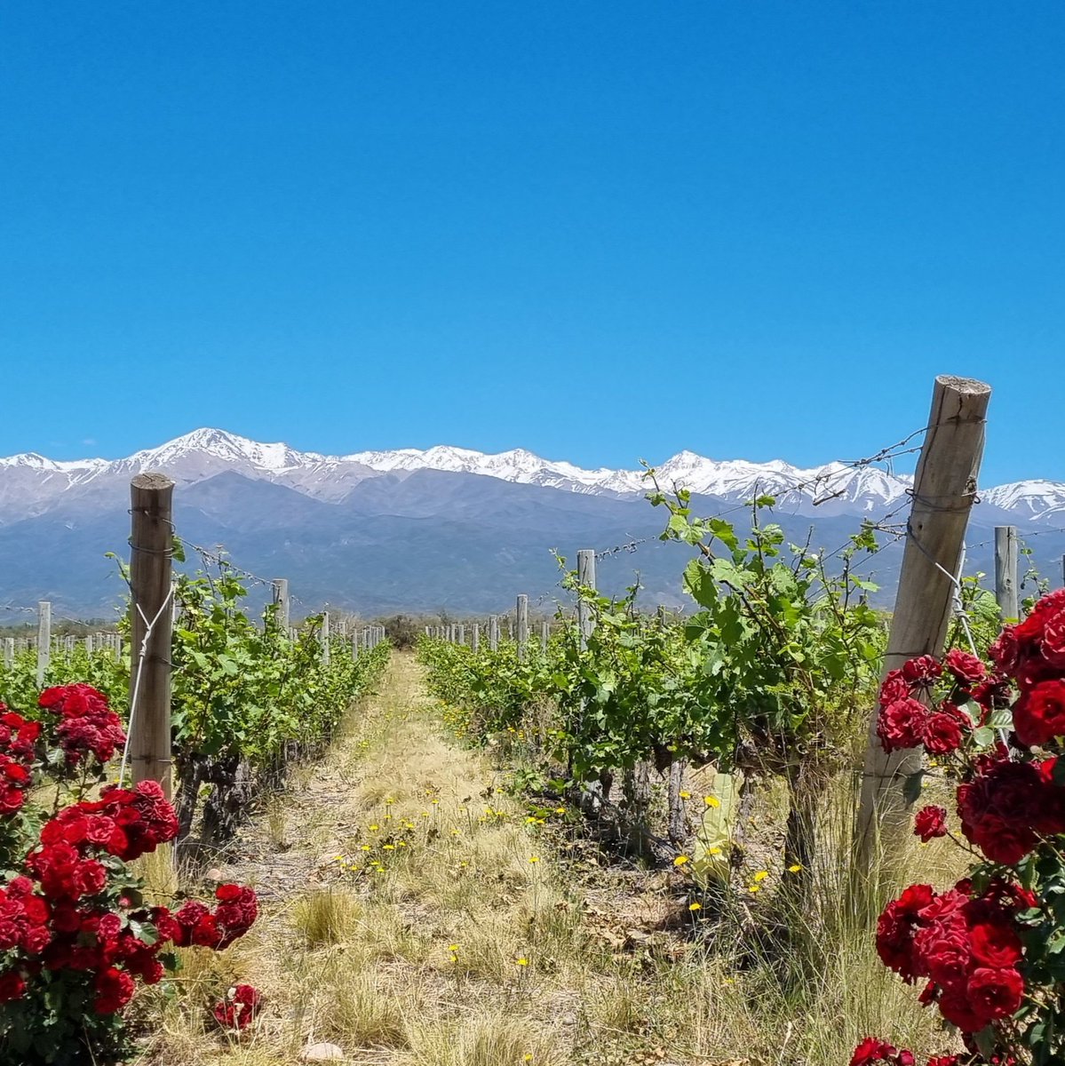 SteveMovesAbout's tweet photo. This time last year, we were staying in the nicest @Airbnb ever. This was only £50 a night in Mendoza, Argentina's famous and beautiful wine region 🇦����.

What an awesome place. I want to be there now... 😭

#TravelGoals #travelphotography https://t.co/AymYxptU3v
