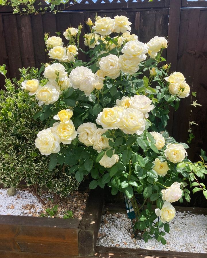 David Austin Roses (@daustinroses) on Twitter photo Vanessa Bell (Auseasel) is a rose of subtle elegance, bringing unique charm and soft colour to the garden.
Order now and enjoy 15% off all roses until the 1st of December with code BAREROOT24
*UK & EU only. Vanessa Bell (Auseasel) is a rose of subtle elegance, bringing unique charm and soft colour to the garden.
Order now and enjoy 15% off all roses until the 1st of December with code BAREROOT24
*UK & EU only.