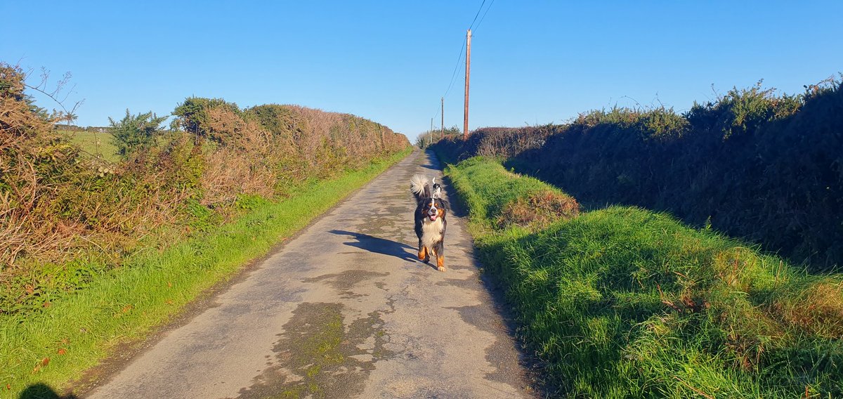 Wfskelton's tweet photo. A cool but lovely bright morning here near Bunclody https://t.co/z2se5UYe1C