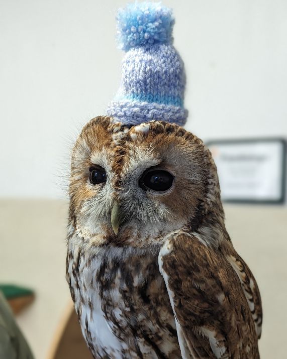 It's definitely a wooly hat day today! Our tawny owl is joining in with this lovely fashion statement.🥶🥶🥶❄️❄️❄️