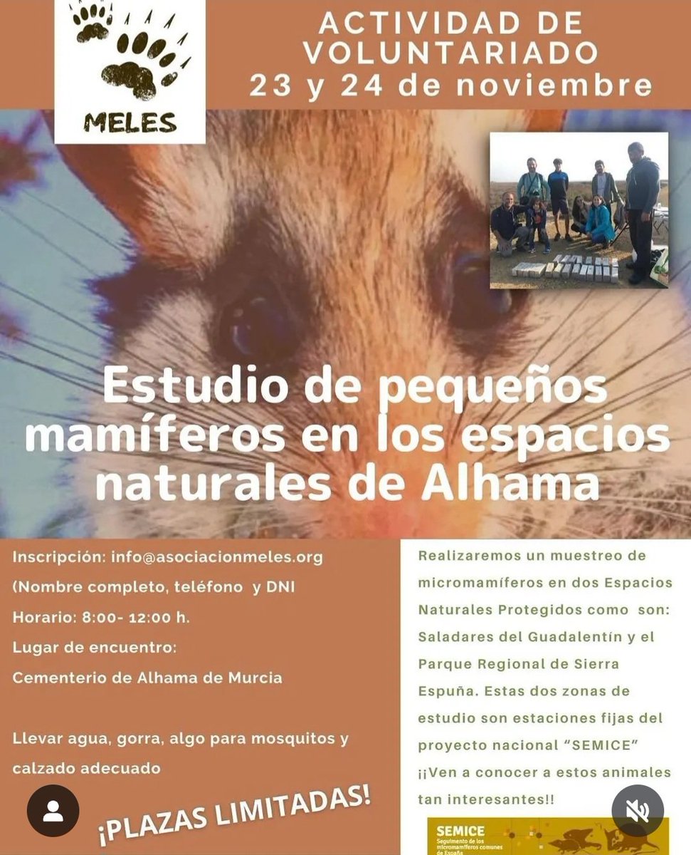 Projecte SEMICE (@semice_) on Twitter photo Los comapñeros de <a href="/asociacionmeles/">Asociación Meles</a> siguen con sus muestreos #SEMICE y las actividades de voluntariado en en los espacios naturales de Alhama ♥️
🧐 Próximamente 👇👇👇👇 Los comapñeros de <a href="/asociacionmeles/">Asociación Meles</a> siguen con sus muestreos #SEMICE y las actividades de voluntariado en en los espacios naturales de Alhama ♥️
🧐 Próximamente 👇👇👇👇