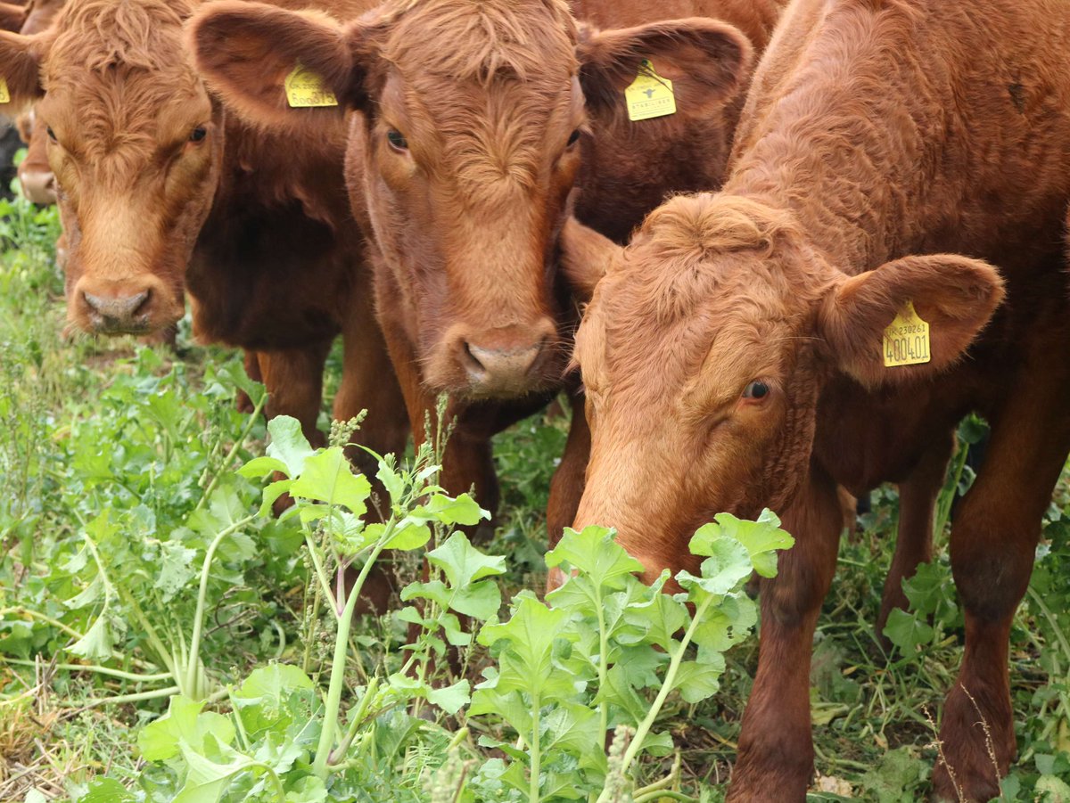 🐄 Missed the Mill Meadow Open Day? Catch up on all the highlights! Talks from Andrew Spinks on sustainable grazing, Ursula Taylor on Stabiliser breed advances, and Rhidian Jones on wintering &amp; grazing systems. Read more on our website! #SustainableFarming
stabiliser.co.uk/mill-meadow-op…
