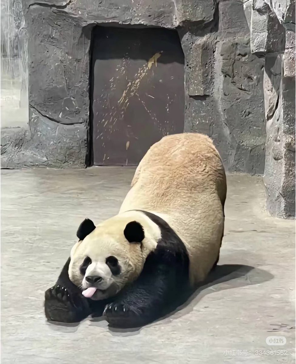 WUYAOFA7777's tweet photo. All take overseas communities too seriously.
Too belittling the Chinese community
After I spent some time in many overseas communities, I found that they were more concerned about the question: have the Chinese come yet? https://t.co/hbenSxAFQN