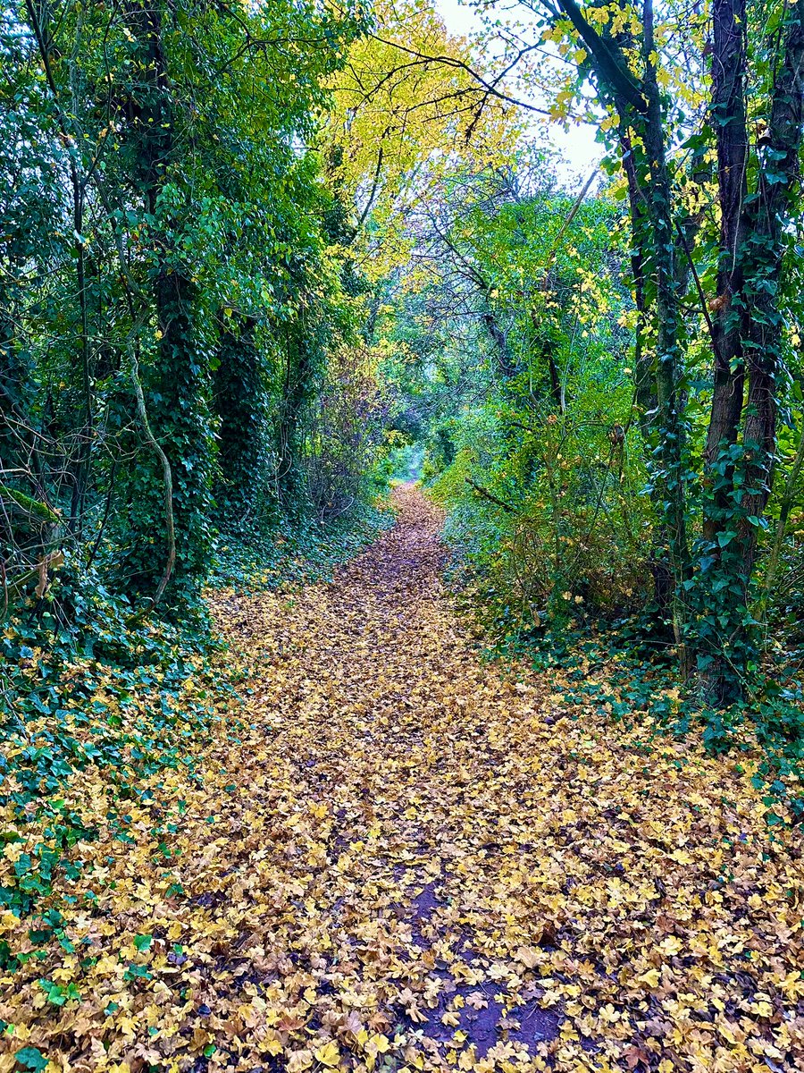 Whiteshute Lane once connected the settlement at Bushfield to the centre of Winchester. It is now disconnected from the city by the railway.
#HollowayWednesday
<a href="/sunkenlanes/">Holloways & Sunken Lanes</a> <a href="/holloways/">holloways</a>