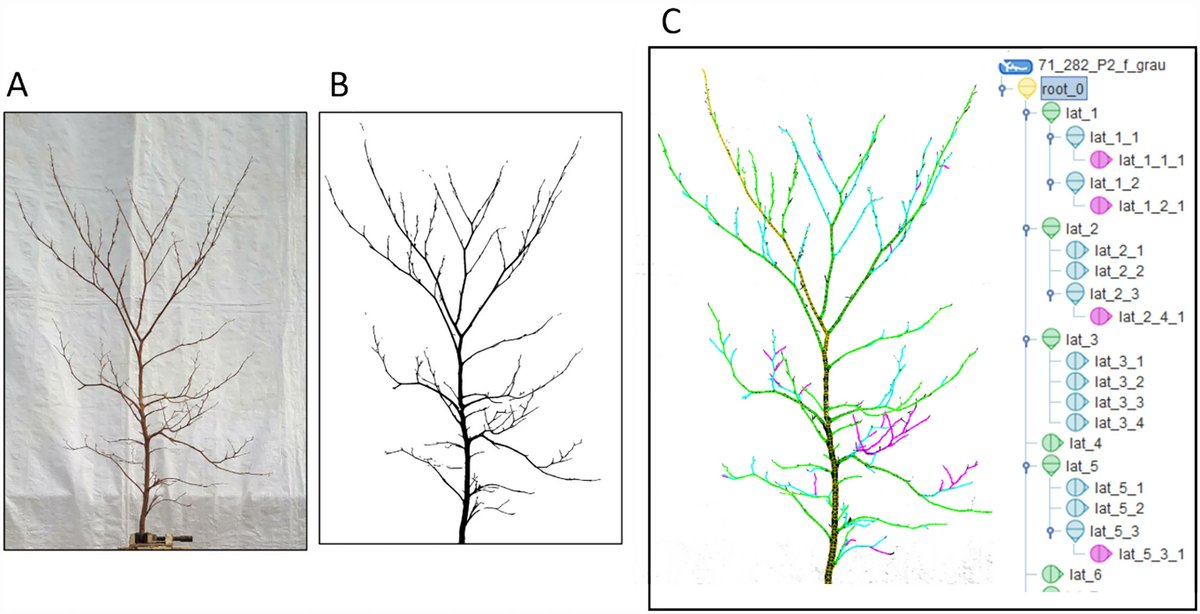 AlicePenanhoat's tweet photo. @bio_miky @Epsiloon_mag Main result is that architectural changes observed in mixture are not only due to competition release but also to intrinsic properties of the competitor​. Also, photogrammetry is suitable for mapping the architecture of juvenile beech trees https://t.co/FhgOq0z4vm
