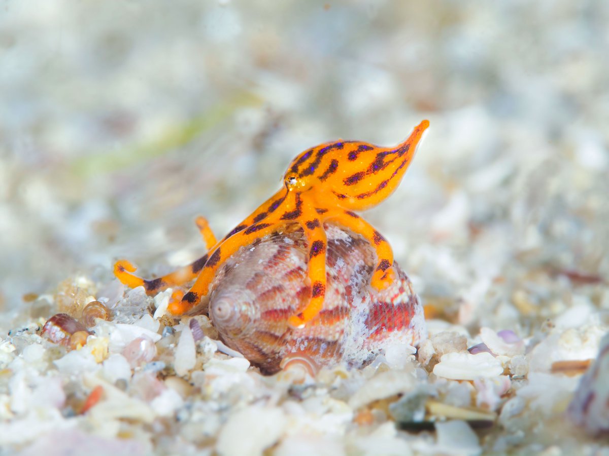 MSA (@malsocaus) on Twitter photo 🎉Get ready for an unforgettable experience at #molluscs2024! Enjoy fantastic networking events, a silent auction at the conference dinner, and the beauty of Rottnest Island on our superb field trips. Let's make it memorable! molluscs2024.com.au
photos by <a href="/henry_carrick/">Henry Carrick</a> 🎉Get ready for an unforgettable experience at #molluscs2024! Enjoy fantastic networking events, a silent auction at the conference dinner, and the beauty of Rottnest Island on our superb field trips. Let's make it memorable! molluscs2024.com.au
photos by <a href="/henry_carrick/">Henry Carrick</a>