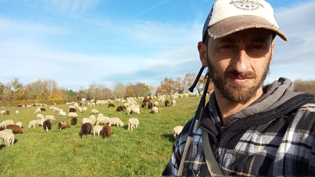 The Cábrer 🪶🏇🏼🐏🐑🐑🐑🐐🐕‍🦺🐕‍🦺🪶 tweet media