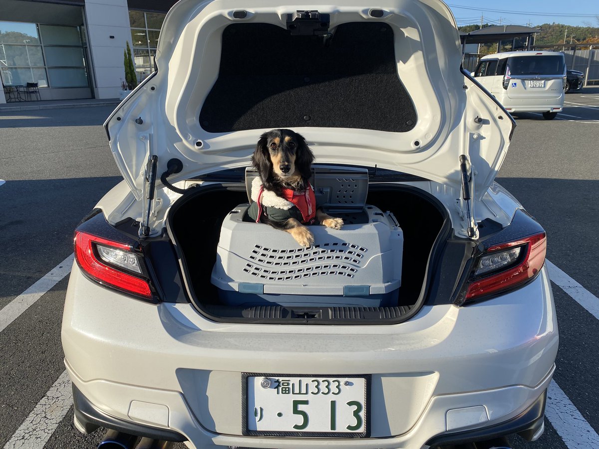 さくら、初めて86に乗って紅葉を見てきました🍁
さくらは来週手術をします。今いなくなったら自分がもっと色んな事してあげればよかったと後悔するのでいなくならないで下さい。手術成功しますように🙏