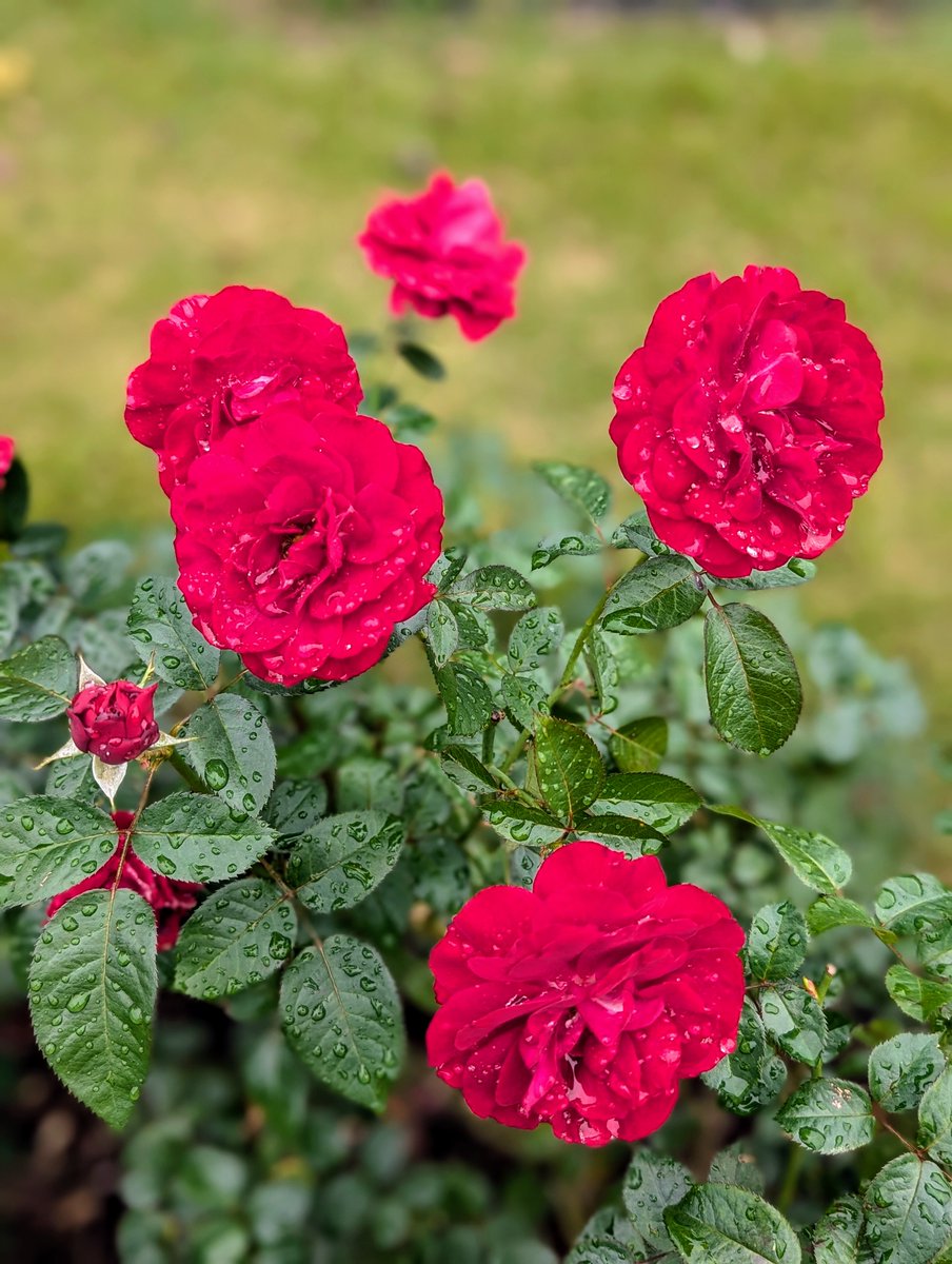kanmachi11's tweet photo. 🍷薔薇（ドイツ）
ディープ・ボルドー
「Deep Bordeaux」
🍷
深い赤ワイン色が
「晴れた秋の青空」
「雨のしずく」
どちらにも映える
🍷
名前通り
深い赤色がシックな装いの
素敵な
ディープ ・ボルドーでした
🍷
2024・11 https://t.co/8N0jrlm40g