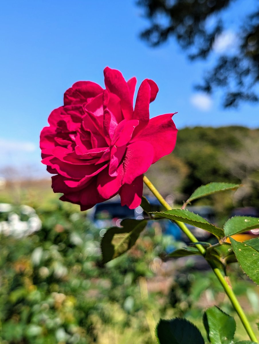 kanmachi11's tweet photo. 🍷薔薇（ドイツ）
ディープ・ボルドー
「Deep Bordeaux」
🍷
深い赤ワイン色が
「晴れた秋の青空」
「雨のしずく」
どちらにも映える
🍷
名前通り
深い赤色がシックな装いの
素敵な
ディープ ・ボルドーでした
🍷
2024・11 https://t.co/8N0jrlm40g
