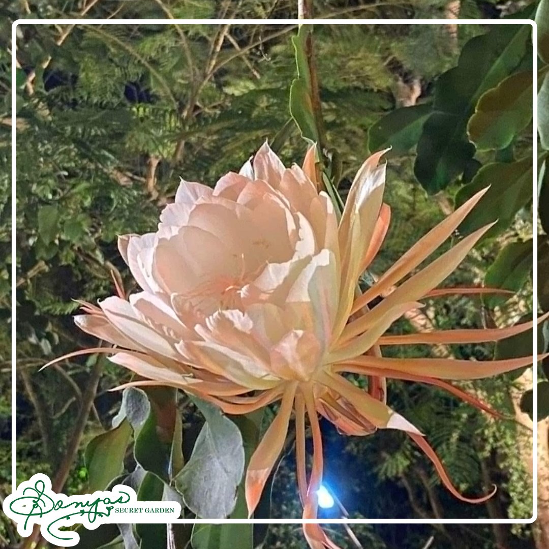 sonyasgarden's tweet image. Last night at Sonya's Secret Garden, the Queen of the Night made her annual appearance, blooming for just a single night in the entire year. 🌸✨ A rare and magical reminder to treasure life's fleeting wonders. 🌙 #SonyaSecretGarden #QueenOfTheNight #OnceAYear