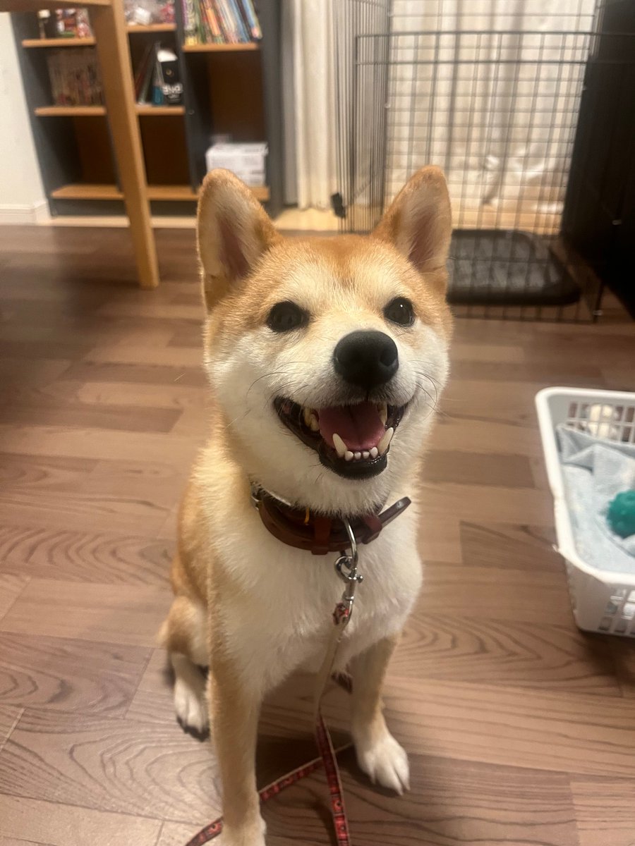 ドッグラン行って来ました。
たくさん走った
途中ドッグランの外から覗かれ「柴犬がいるからだめだね。入れないね」と言う飼い主が。
結局入って来て麦が近づいたら止めて止めて！！と飼い主が犬を抱っこして叫んだ。
何もしてないのに💦
そんなに接触するのが嫌なら連れて来る？
柴犬＝怖いって偏見