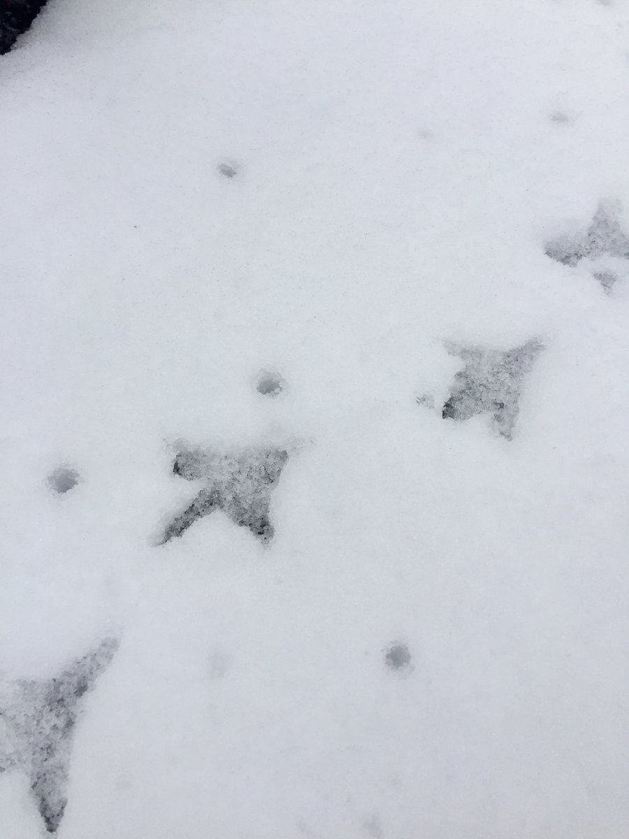 Virginie_VVD's tweet image. #November_kiek
Dag20: #Spoor