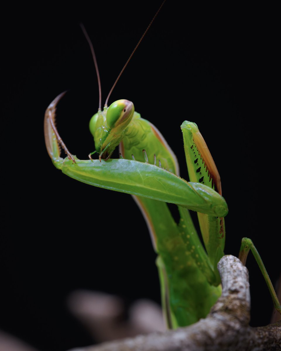 M_religiosa's tweet photo. カマキリの前脚のこの形、やはり捕食性節足動物の捕肢の最適解のひとつなのかな
究極の機能美 https://t.co/sm1iYTM9lA