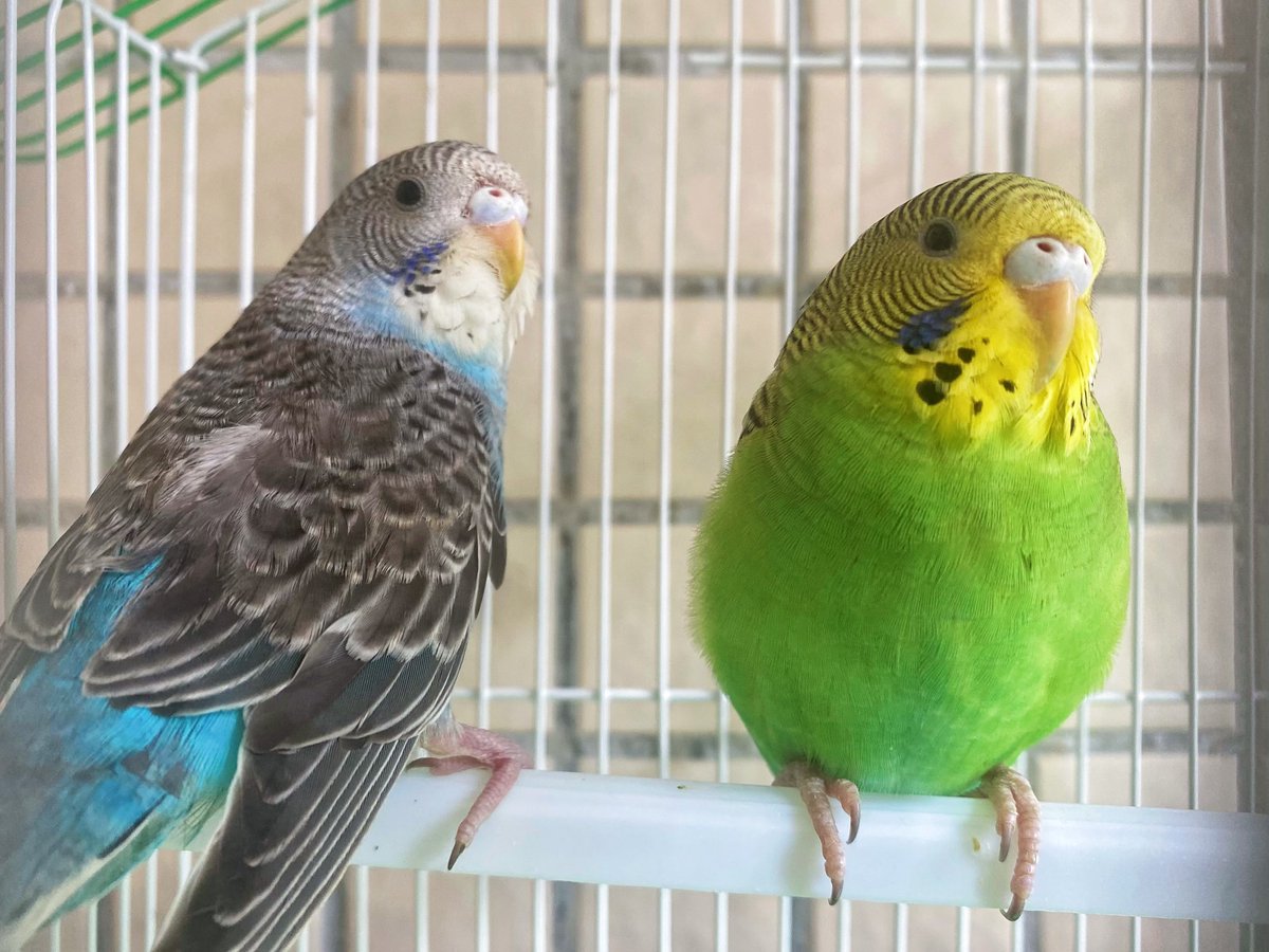 levyfray1's tweet photo. 新宠🐤 https://t.co/Vz8RkG64xd