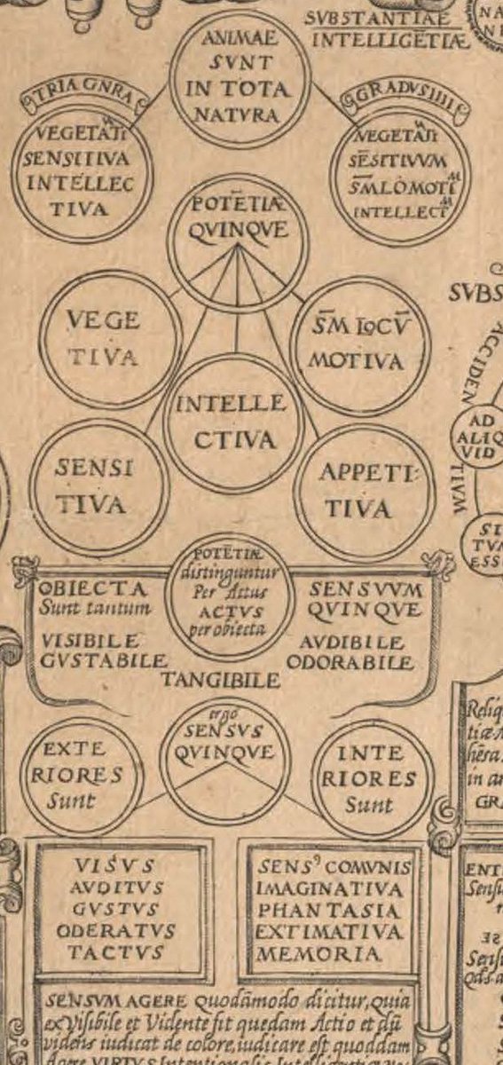 csmbr_pisa's tweet image. Between Medicine and Philosophy Series 11:

The Faculties of the Soul, 1596

from Andrea Bacci, &quot;Ordo universi et humanarum scientiarum prima monumenta&quot; (Antwerp 1596), Entry no: 2221015R, National Library of Medicine, Bethesda.

#CSMBR #Medicalhistory #Bacci #OrdoUniversi