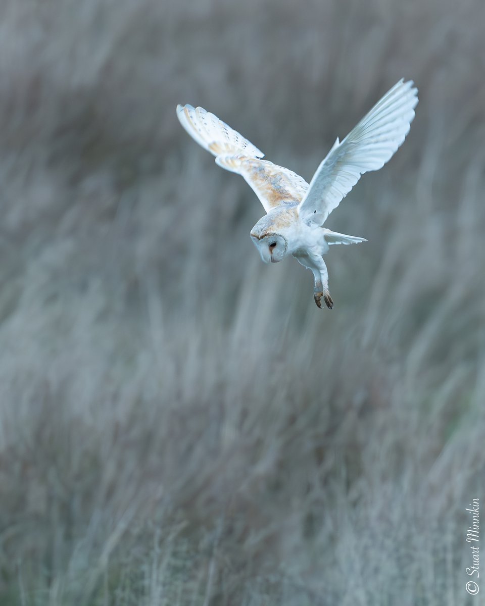 stuartminnikin's tweet photo. A barn owl about to drop on its prey in the blue light of twilight.
#barnowl #tytoalba #owl #forestofbowland #owlinflight #birdofprey #birdofpreyphotography #wildlife #wildlifephotography #britishwildlife #bird #britishbirds https://t.co/NQnBX8fLFE