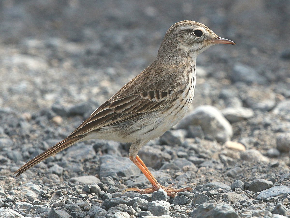 Berthelot's Pipit - a near-ubiquitous Macaronesian endemic on Fuerteventura with <a href="/naturetrektours/">Naturetrek</a>