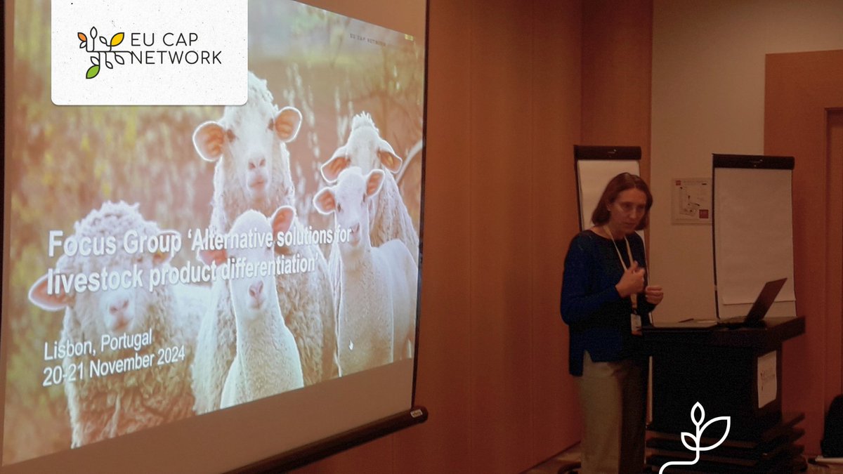 eucapnetwork's tweet photo. Marta Iglesias @EUAgri welcomes 20 experts to Lisbon for the 1st meeting of the #FGLivestock. 🐑

❔Key question: Which approaches can differentiate livestock products for better market diversification &amp; new business models?

ℹ️ https://t.co/z7MEplec6T https://t.co/Kk7jJIsxFt