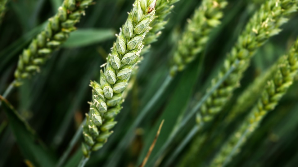Natural alleles of LEAFY and WAPO1 interact to regulate spikelet number per spike in wheat
rdcu.be/d0Qlu