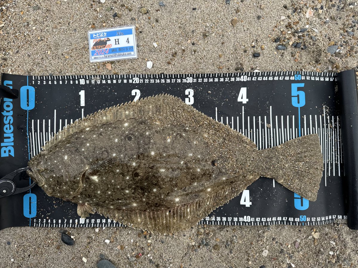 バラシ多数で悔しい釣行！
今年も水温なかなか下がらないし年明けまで釣れそうです🎣

#常磐サーフ
#福島サーフ
#県南サーフ
#仙南サーフ
#小座布団