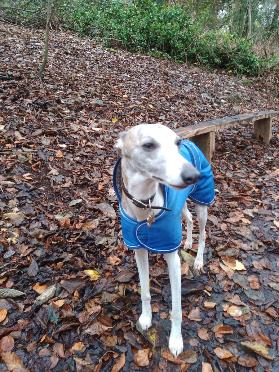 Hello all my friends and I'm so sorry I haven't posted for a long time.
Me and dad are giving twitter a rest until some sanity returns to it.
Meantime we are sharing an account on bluesky
<a href="/snorter/">heo</a>.bsky.social
#HoundsOfTwitter
#IggyWhippet
❤️❤️🐾🐾