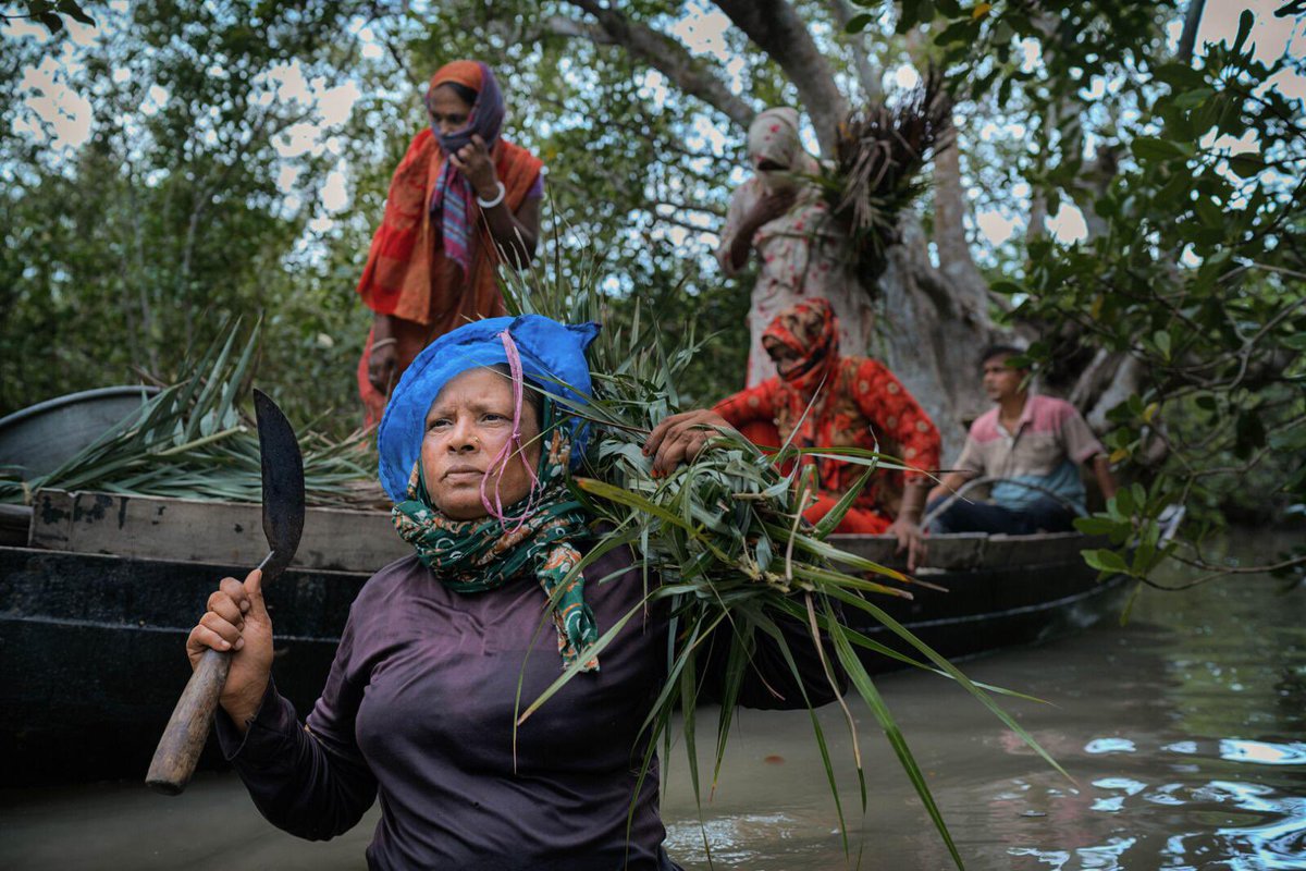 AiHRFFestival's tweet photo. Selected- Taste of honey for the International Human Rights Film Festival AIHRFF2024 ✨🎬         

A resilient tiger widow from the world’s largest mangrove forest, the Sundarbans (Bangladesh),       

… https://t.co/tD4ehMTCOT