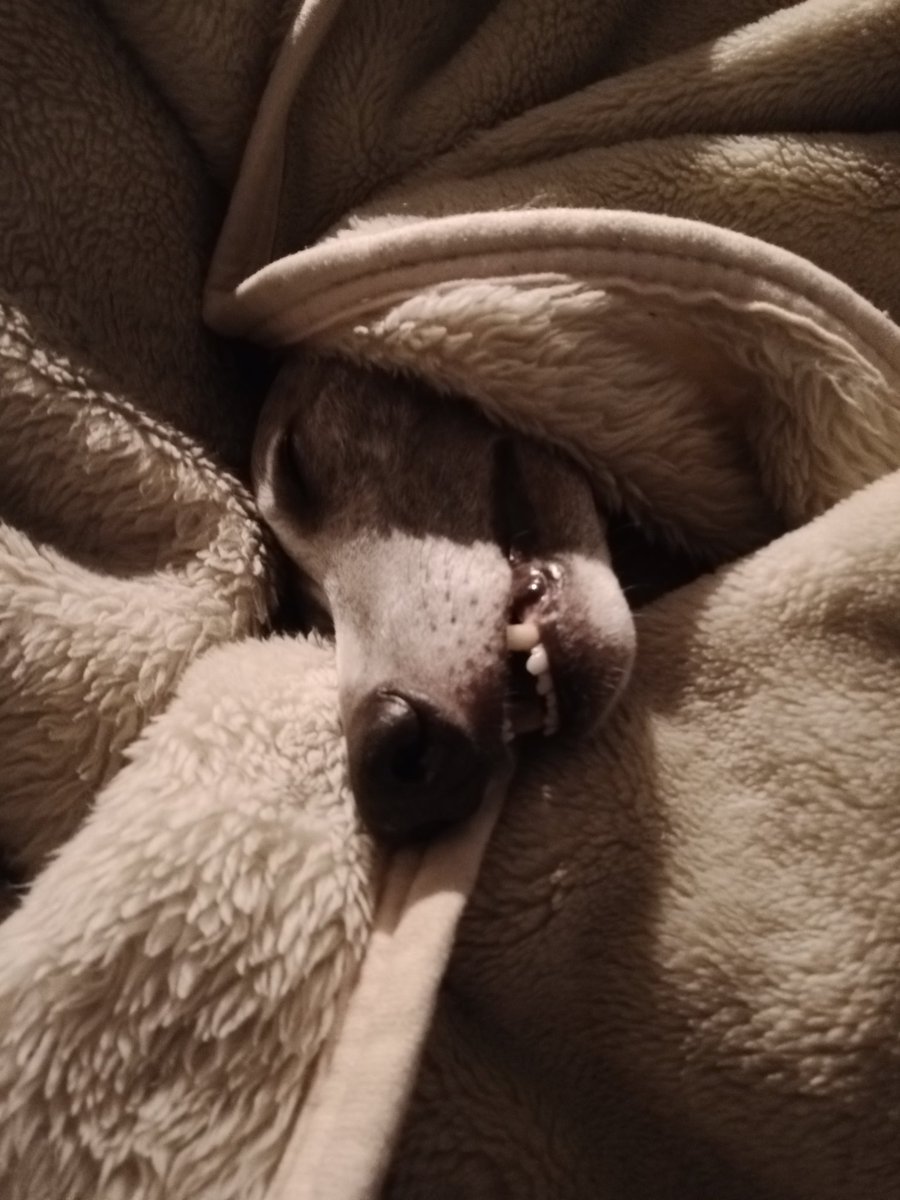 Don't get me wrong, this community is wonderful but the other side has become too dark and toxic for us to justify carrying on for now.
I will not delete this account and hopefully will be back one day 🐾🐾🐾❤️❤️❤️