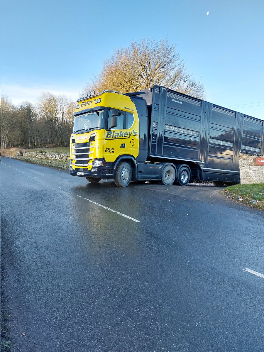 Someones Christmas roast or restaurant steak. Organic beef on it's way this morning #foragetobeef <a href="/scot_stu/">Stuart Henry</a> <a href="/SoilAssocScot/">Soil Association Scotland</a> <a href="/LuingCattle/">Luing Cattle Society</a> <a href="/AberdeenAngusUK/">Aberdeen Angus UK</a> <a href="/DovecotePark/">Dovecote Park</a>